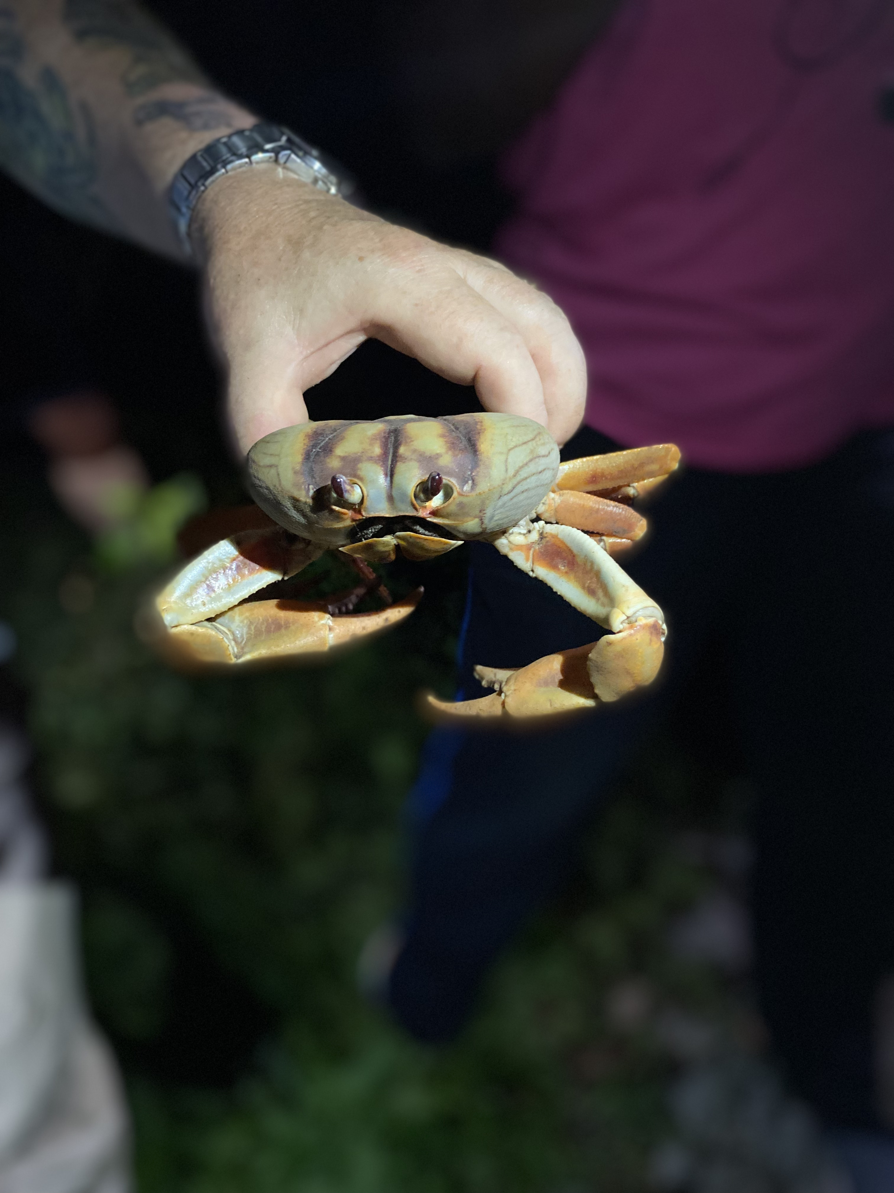 A land crab discovered during a nighttime hike in Statia